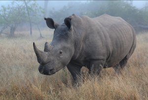 Rhino -RAS.jpg