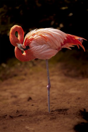 07.05.2011.12h45m25s_Zoo_Mulhouse_0054-1 Kopie.jpg