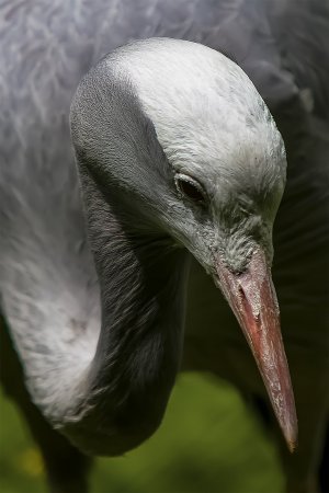 ReiherengerSchnittIMG_89222030-Wiederhergestellentrauscht Kopie.jpg