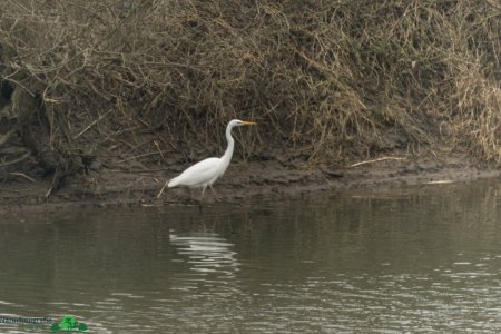 Silberreiher4.jpg Silberreiher4.jpg