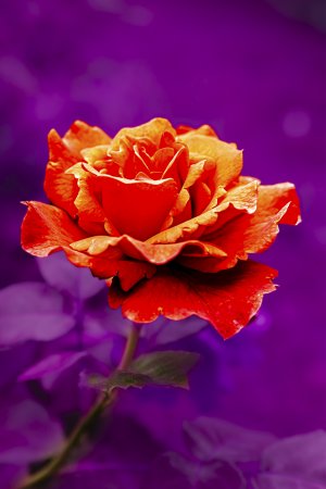 20150524-144210-0019-1 Kopie2.jpg