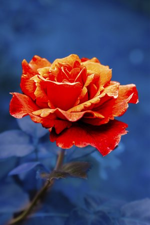 20150524-144210-0019-1 blau.jpg