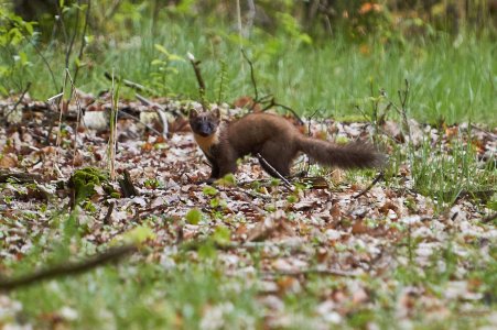 IMG_1658.jpg IMG_1658.jpg