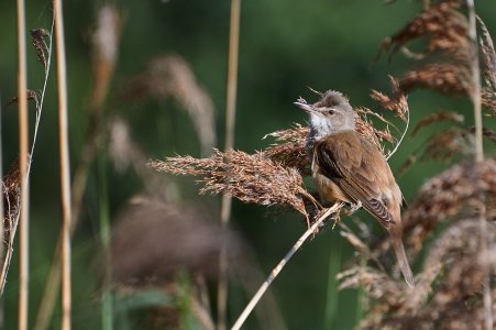 _MG_9592.jpg _MG_9592.jpg