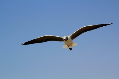 Graukopfmöwe.jpg Graukopfmöwe.jpg