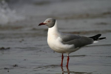 Gambia-3_009.jpg Gambia-3_009.jpg