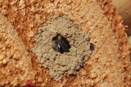 DSCF4446a.jpg DSCF4446a.jpg