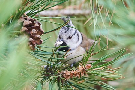 Web_DSC_8102_1_ISO1600_1-250 s_500 mm_1.jpg