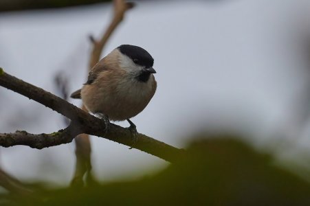 WebQ95_DSC_6401_ISO3200_1-1250 s_500 mm f-5.6-DeNoiseAI-low-light.jpeg