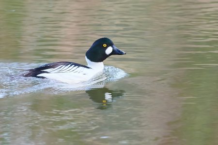 Web_DSC_8044_ISO1600_1-80 s_500 mm-DeNoiseAI-low-light.jpeg