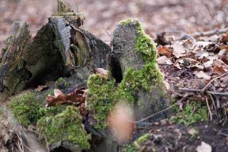 Hohe Mark 2021 Februar 1.jpg