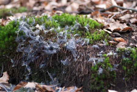 Hohe Mark 2021 Februar 4.jpg