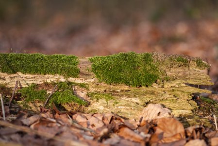 Hohe Mark 2021 Februar 5.jpg