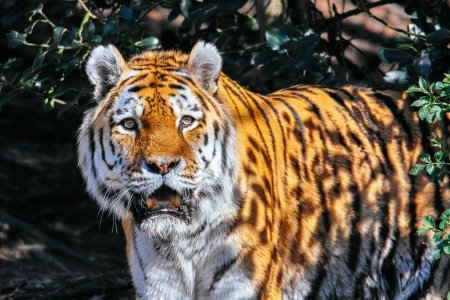 comp_SDIM8881.jpg comp_SDIM8881.jpg