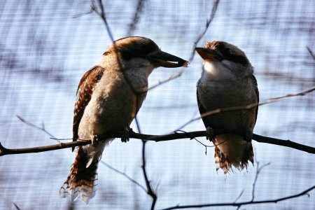 comp_SDIM8915.jpg comp_SDIM8915.jpg