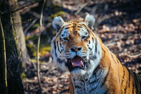 comp_SDIM9062.jpg comp_SDIM9062.jpg