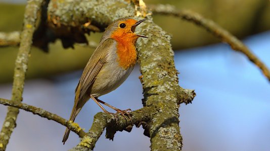 Steinhuder Meer_3V5A4637()-20220324.jpg