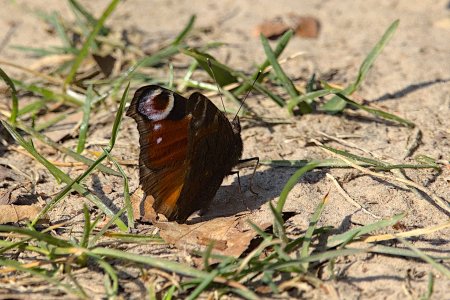 Cloppenburg Spaziergang_3V5A5140()-20220326_01.jpg