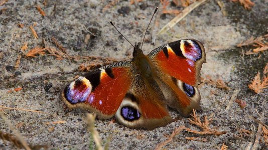 Cloppenburg Spaziergang_3V5A5207()-20220326.jpg Cloppenburg Spaziergang_3V5A5207()-20220326.jpg