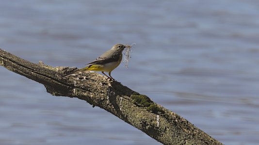 Thülsfelder Talsperre_3V5A5221(Gebirgsstelze)-20220327.jpg