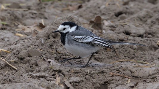Polder Lüsche_3V5A5424()-20220402.jpg