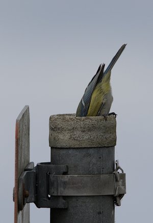 Polder Lüsche_3V5A5530()-20220403.jpg