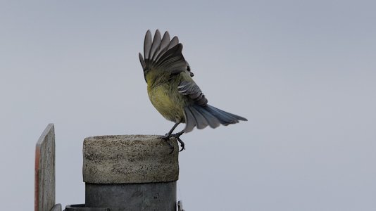 Polder Lüsche_3V5A5522()-20220403.jpg