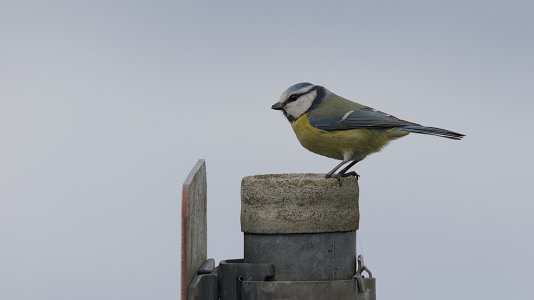Polder Lüsche_3V5A5535()-20220403.jpg