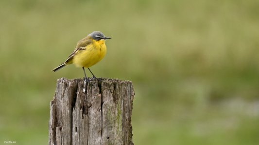 Schafstelze.jpeg Schafstelze.jpeg