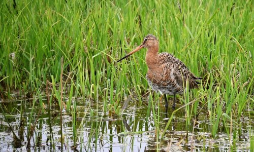 Uferschnepfe O2.jpeg Uferschnepfe O2.jpeg