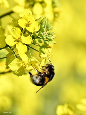 Hummel.jpeg Hummel.jpeg