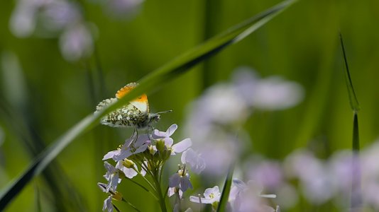 Polder Lüsche_3V5A8310()-20220423.jpg Polder Lüsche_3V5A8310()-20220423.jpg