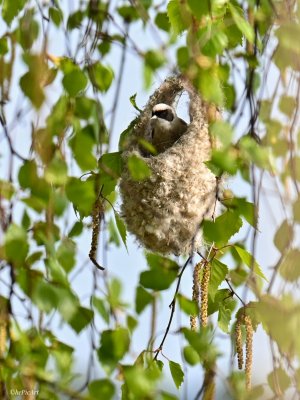 Beutelmeise beim Nestbau.jpeg