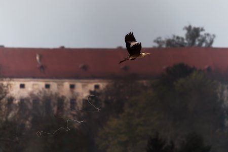 reiher.jpg reiher.jpg