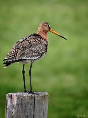 Uferschnepfe-01.jpeg Uferschnepfe-01.jpeg