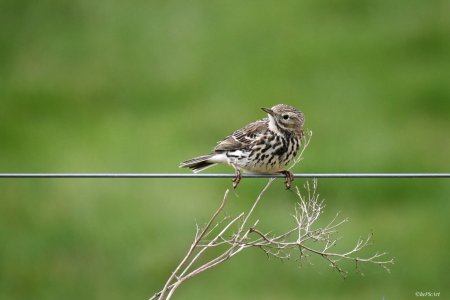 Wiesenpieper.jpeg Wiesenpieper.jpeg