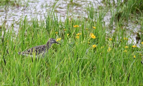 Kampfläufer.jpeg Kampfläufer.jpeg