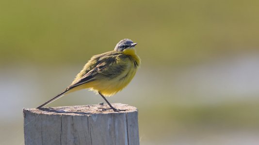 Ochsenmoor_3V5A7942()-20220515_01.jpg Ochsenmoor_3V5A7942()-20220515_01.jpg