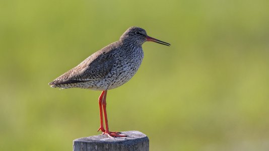 Ochsenmoor_3V5A7963()-20220515.jpg Ochsenmoor_3V5A7963()-20220515.jpg