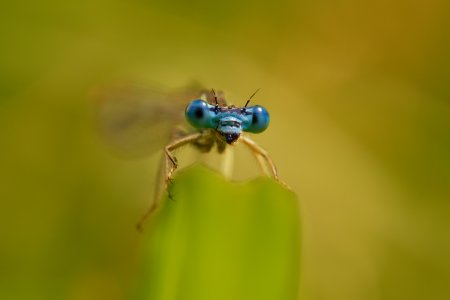 Platycnemis pennipes 2.jpg