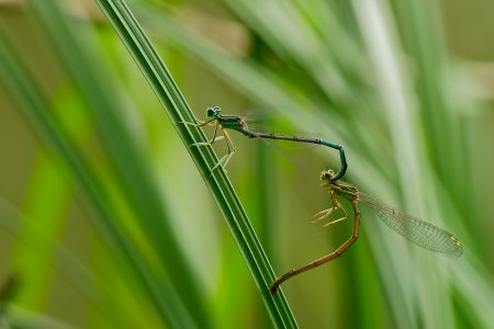 Platycnemis pennipes.jpg
