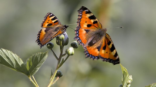 Cloppenburg_3V5A1533(Ahlhorner Fischteiche)-20220602.jpg Cloppenburg_3V5A1533(Ahlhorner Fischteiche)-20220602.jpg