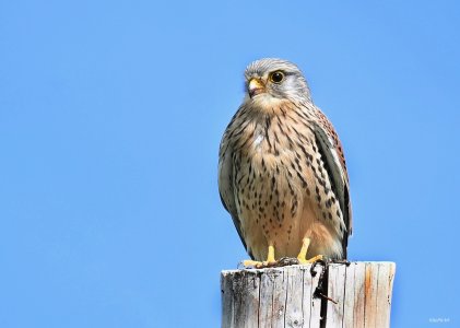 Turmfalke (Terzel) 01-01.jpeg