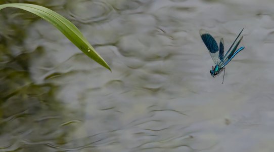 Polder Lüsche_3V5A2357()-20220612_a.jpg Polder Lüsche_3V5A2357()-20220612_a.jpg