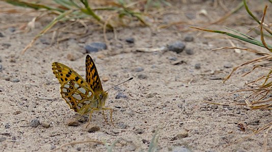 Löhne und mehr_3V5A2630(Kleiner Perlmutfalter)-20220621.jpg Löhne und mehr_3V5A2630(Kleiner Perlmutfalter)-20220621.jpg