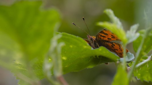 Ahlhorner Fischteiche_3V5A3418()-20220702.jpg Ahlhorner Fischteiche_3V5A3418()-20220702.jpg