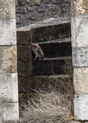 20160821-160030-0250-1 s2.jpg