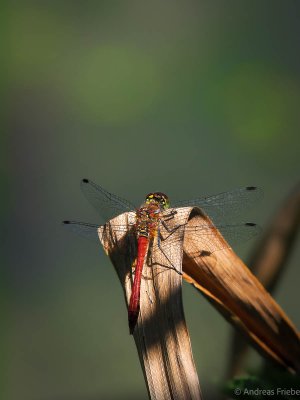 P7080482.jpg P7080482.jpg