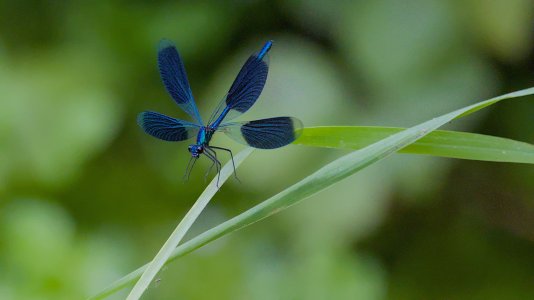 Polder Lüsche_3V5A3584()-20220713.jpg