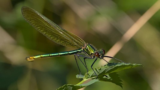 Polder Lüsche_3V5A3752()-20220715.jpg Polder Lüsche_3V5A3752()-20220715.jpg